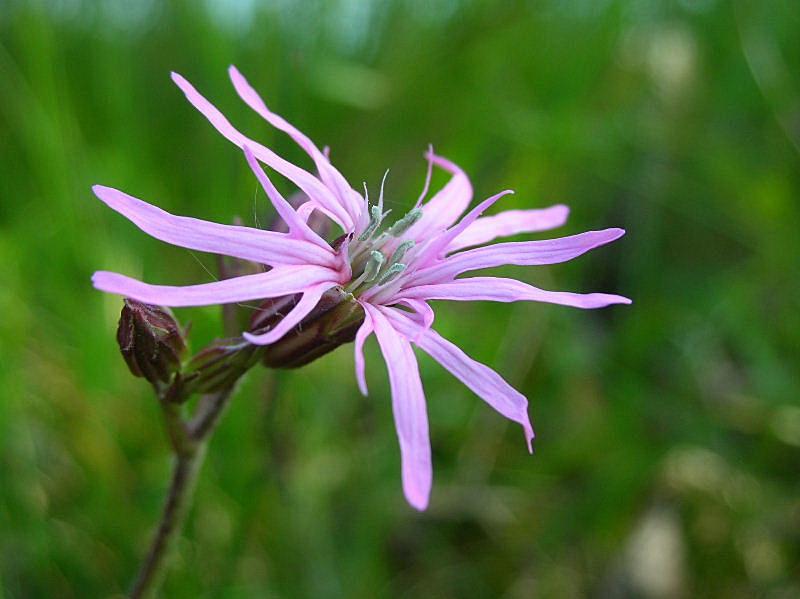 Lychnis flos-cuculi / Crotonella Fior di cuculo